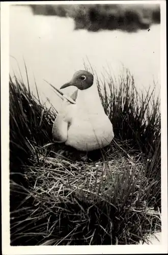 Ak Texel Nordholland Niederlande, Lachmöwe im Nest