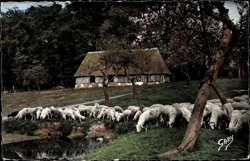 Ak Normandie, Moutons au Pacage, Schafherde