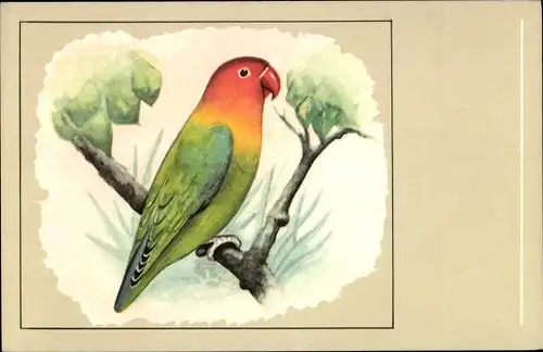 Ak Agapornis fischi, Fischer's Unzertrennlicher