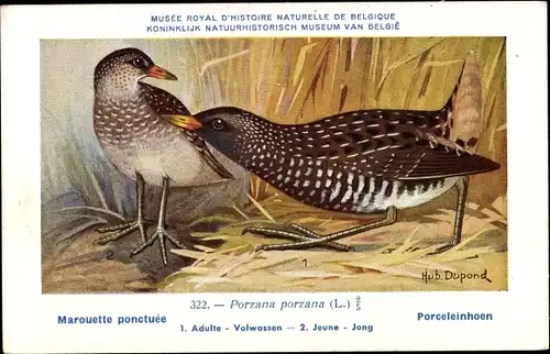 Künstler Ak Dupond, Hub., Marouette ponctuee, Porceleinhoer, Porzana porzana, Nr. 322