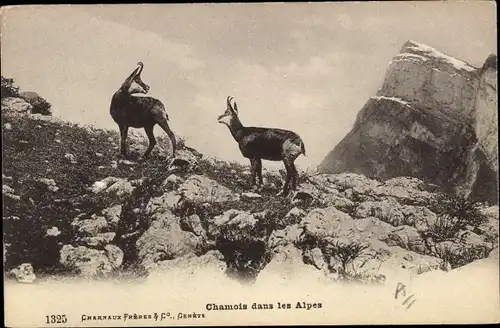 Ak Chamois dans les Alpes, Gämsen