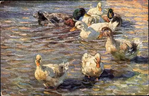 Künstler Ak Weiße Enten und Stockenten auf dem Wasser