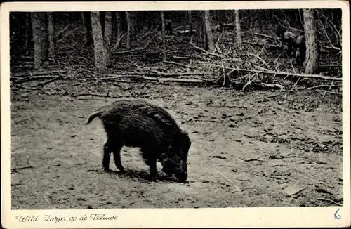 Ak Wildschwein am Waldrand, Wild Zwijn