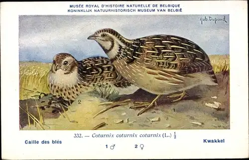 Künstler Ak Dupond, Hub., Caille des bles, Kwakkel, Coturnix, Nr. 332