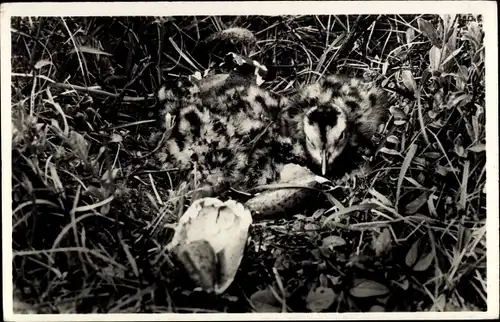 Ak Texel Nordholland Niederlande, Jonge Wulpen in nest, Brachvögel