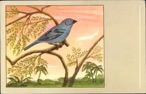 Ak Indigofink, Passerina cyanea