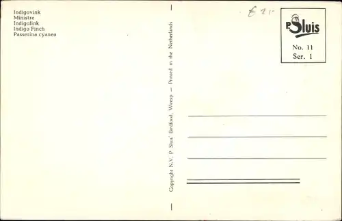Ak Indigofink, Passerina cyanea