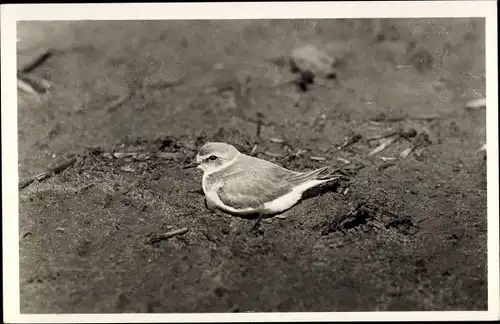 Ak Texel, Ein kleiner Vogel suhlt sich im Sand, Strandplevier