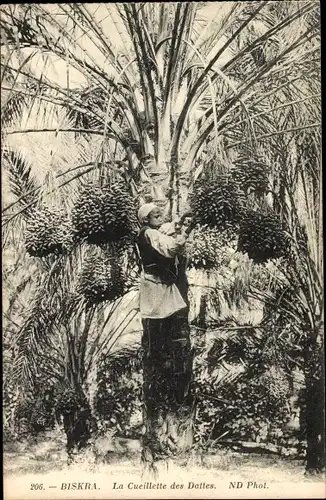 Ak Biskra Algerien, La Cueillette des Dattes