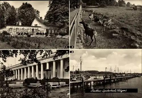 Ak Putbus auf der Insel Rügen, Rosencafe, Wildgehege, Lauterbach Haus Goor, Hafen