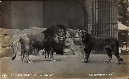 Ak Zoologischer Garten Berlin, Abessinischer Löwe
