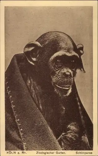 Ak Zoologischer Garten Köln, Schimpanse