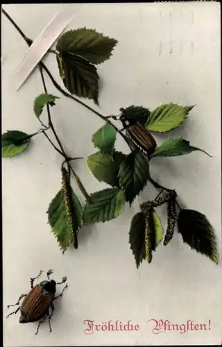 Ak Glückwunsch Pfingsten, Maikäfer, Laubblätter