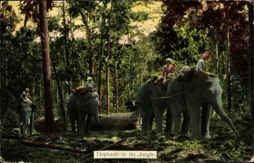 Ak Elephants in the Jungle