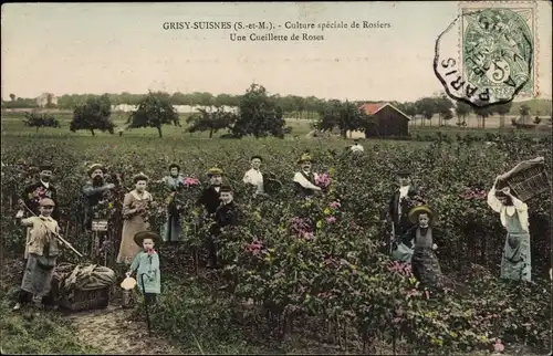 Ak Grisy Suisnes Seine et Marne, Culture speciale de Rosiers, Une Cueilette de Roses, Rosenpflücker