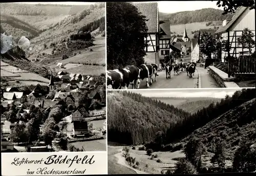 Ak Bödefeld Schmallenberg im Sauerland, Panorama, Umgebung, Kuhherde