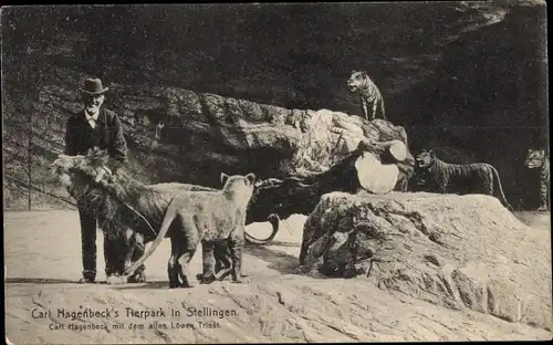 Ak Hamburg Eimsbüttel Stellingen, Carl Hagenbecks Tierpark, Löwen
