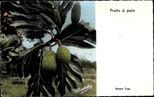 Ak Guadeloupe, Fruits à pain, Bread Tree