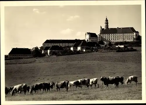 Ak Neresheim in Württemberg, Abtei von Süden, Kuhherde