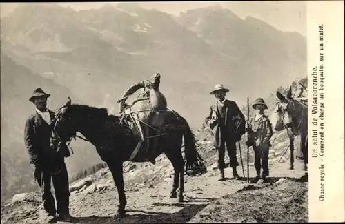 Ak Valsavarenche Aostatal, Chasse royale, Comment on charge un bouquetin sur un mulet
