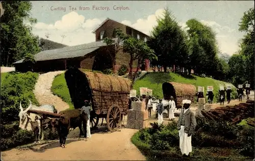 Ak Ceylon Sri Lanka, Carting Tea from Factory