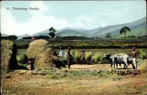 Ak Sri Lanka, Threshing Paddy