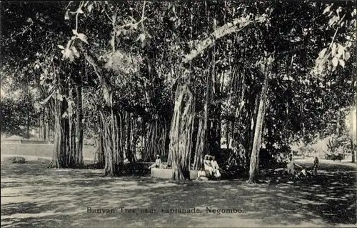 Ak Negombo Sri Lanka Ceylon, Banyan Tree near Esplanade