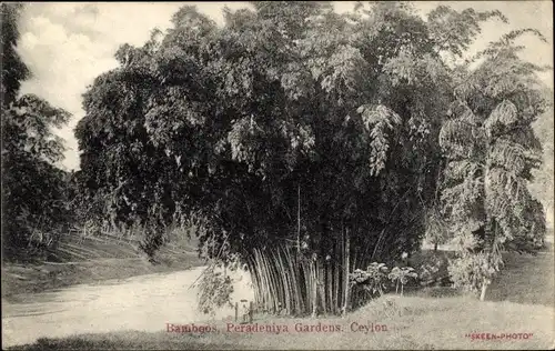 Ak Kandy Sri Lanka Ceylon, Peradeniya Botanic Gardens, Bamboos