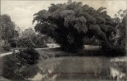 Ak Kandy Sri Lanka Ceylon, Peradeniya Botanic Gardens, Bamboos