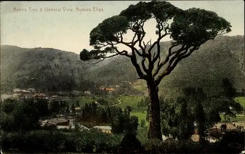 Ak Nuwara Eliya Sri Lanka, Keena Tree and general View