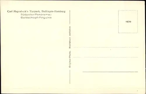 Ak Hamburg Stellingen, Carl Hagenbecks Tierpark, Goldschopf Pinguine
