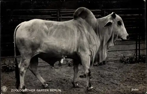 Ak Zoologischer Garten Berlin, Zebu