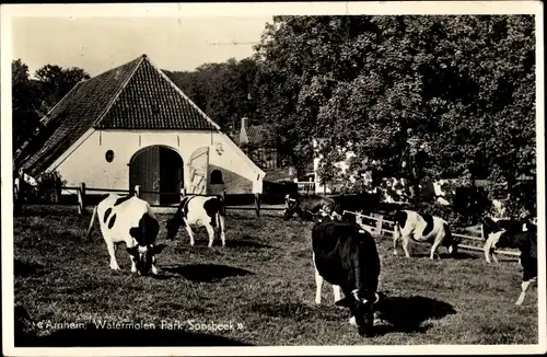 Ak Arnhem Gelderland Niederlande, Watermolen Park Sonsbeek, Kühe