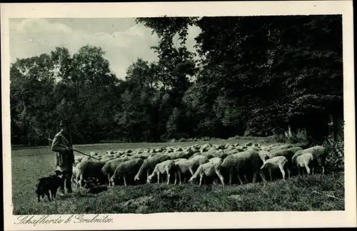 Ak Grubnitz Bennewitz in Sachsen, Hirte mit Schafherde und Hütehund