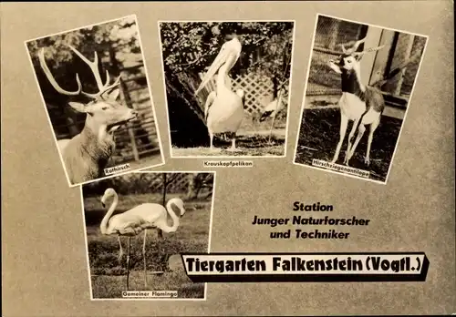 Ak Falkenstein im Vogtland Sachsen, Tiergarten, Kreuzkopfpelikan, Rothirsch, Flamingo, Antilope