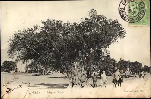 Ak Djerba Midoun Tunesien, Les gros Oliviers, Baum