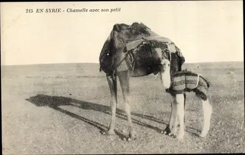 Ak En Syrie, Chamelle avec son petit