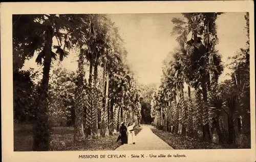 Ak Ceylon Sri Lanka, Une allée de talipots