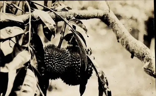 Ak Asien, Durian