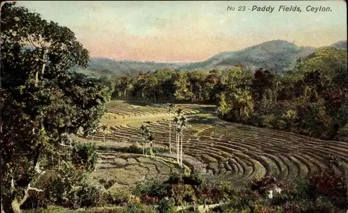 Ak Ceylon Sri Lanka, Paddy Fields