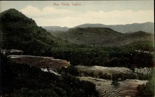 Ak Ceylon Sri Lanka, Rice Fields