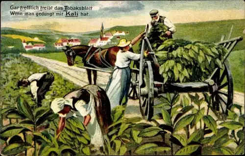 Ak Gar trefflich treibt das Tabaksblatt, Reklame für Kali Dünger, Tabakernte