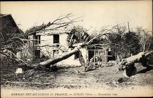 Ak Noyon Oise, German Devastations, Dynamited trees, I. WK