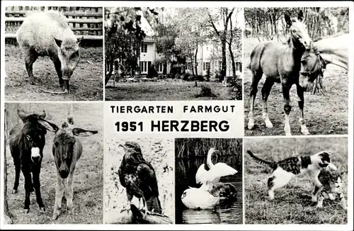 Ak Herzberg in der Mark, Tiergarten Farmgut, Katzen, Schwäne, Pferde, Esel, Adler, Wildschwein