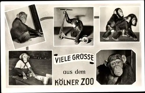 Ak Kölner Zoo, Schimpansen, Kleidung, Roller