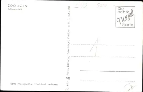 Ak Kölner Zoo, Schimpansen, Kleidung, Roller