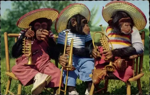 Ak Schimpansen in Kleidung mit Sombreros und Instrumenten, Trompete