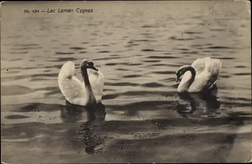 Ak Lac Leman, Cygnes, Schwäne auf dem Genfer See