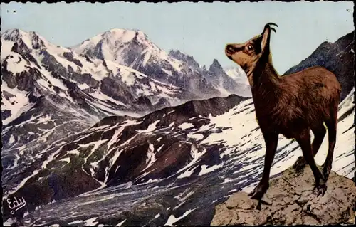 Ak Les Alpes Pittoresques, Un jeune chamois dans son domaine, Gämse in den Alpen