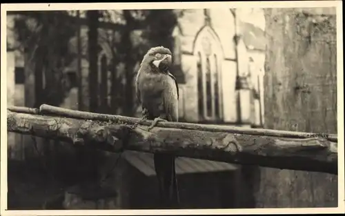 Foto Ak Papagei auf einer Holzstange, Kirchenfenster im Hintergrund